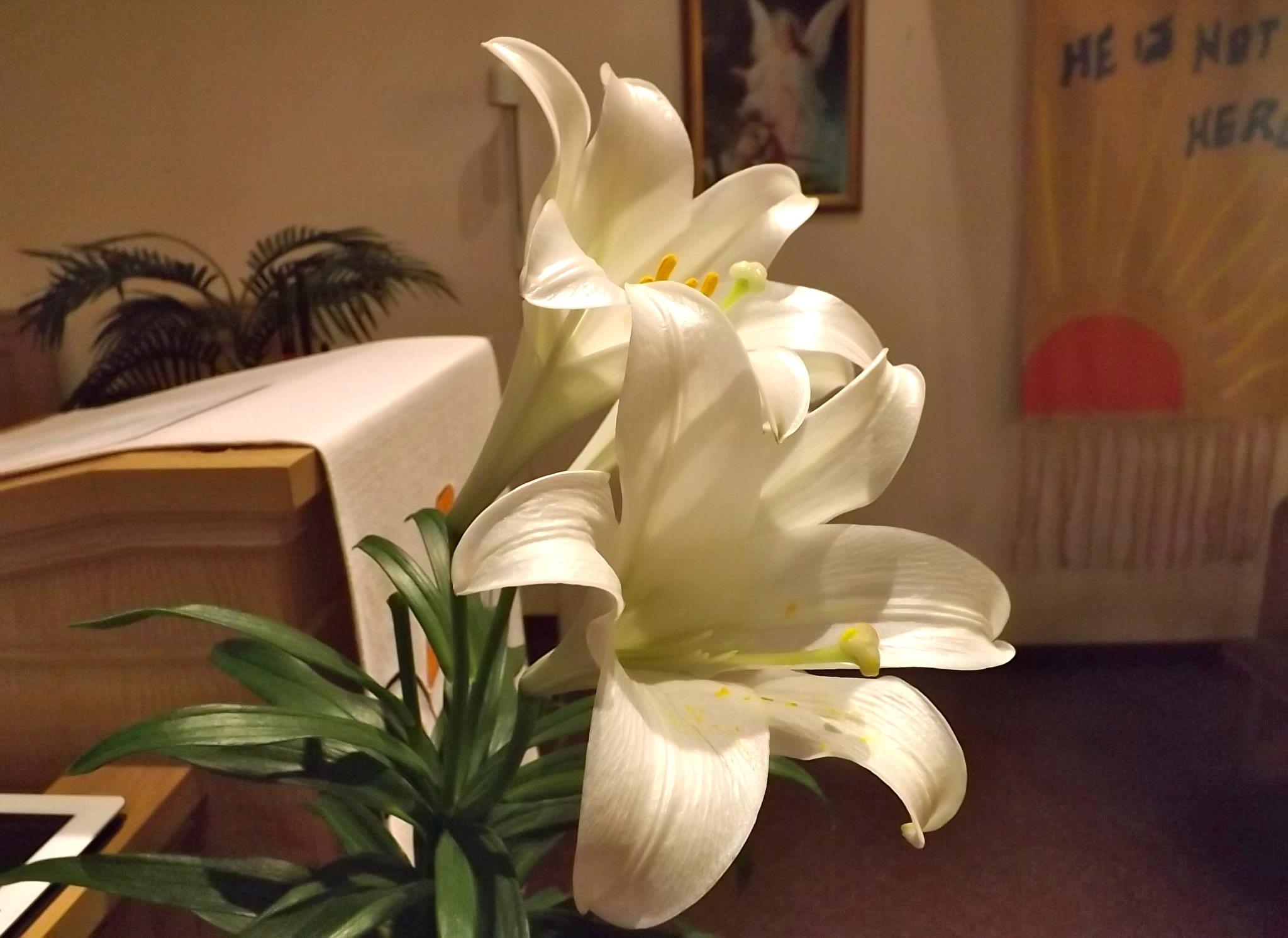 lillies